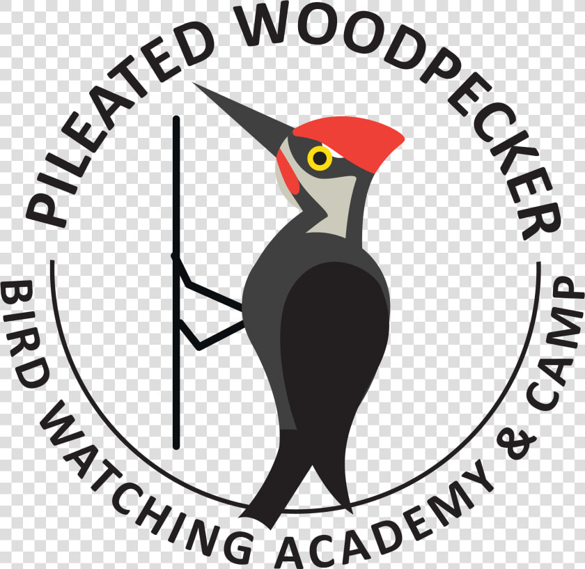 Pileated Woodpecker Picture   Gambar Pin Nabi Muhammad  HD Png DownloadTransparent PNG