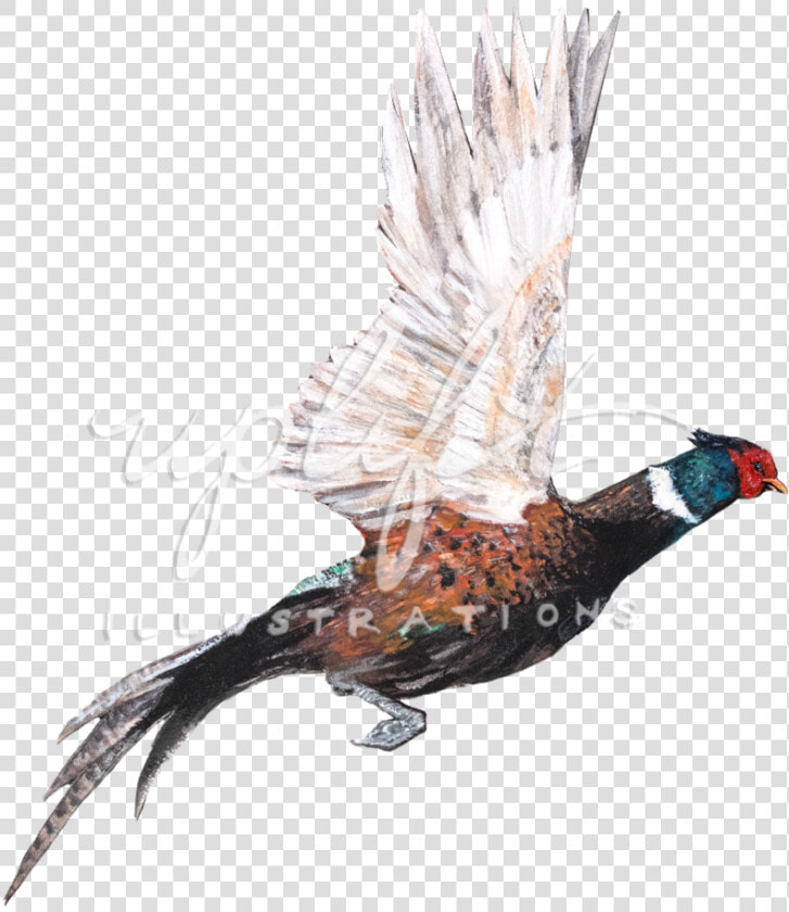 Pheasant   Turkey  HD Png DownloadTransparent PNG