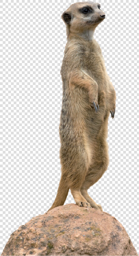 Meerkat Animal Mongoose Clip Art   Meerkat Png  Transparent PngTransparent PNG