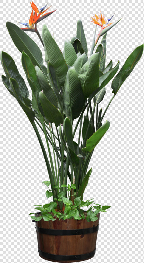 Beautiful Transparent Plants Potted Png   Potted Plant Transparent Png  Png DownloadTransparent PNG