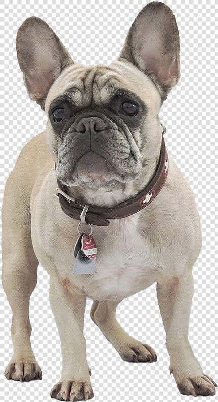 French Bulldog Temperament  HD Png DownloadTransparent PNG