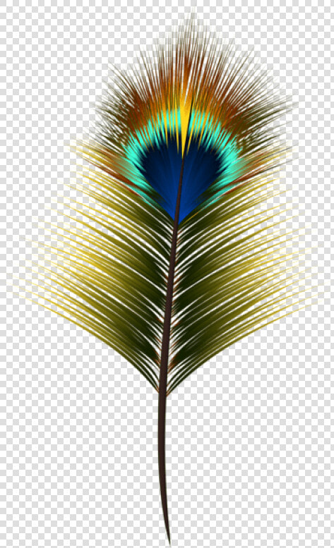 Transparent Elegant Heart Clipart   Peacock Feather Clipart Png  Png DownloadTransparent PNG