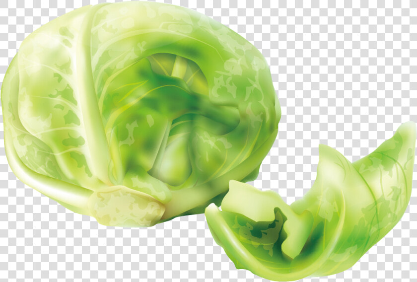 Cabbage Cruciferous Vegetables Lettuce   Cabbage Clipart  HD Png DownloadTransparent PNG