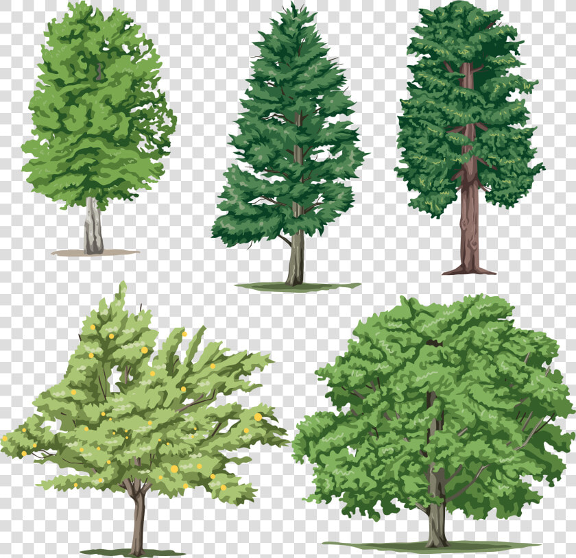 Shortleaf Black Spruce columbian Spruce balsam Fir white   Tom And Jerry Kids  HD Png DownloadTransparent PNG