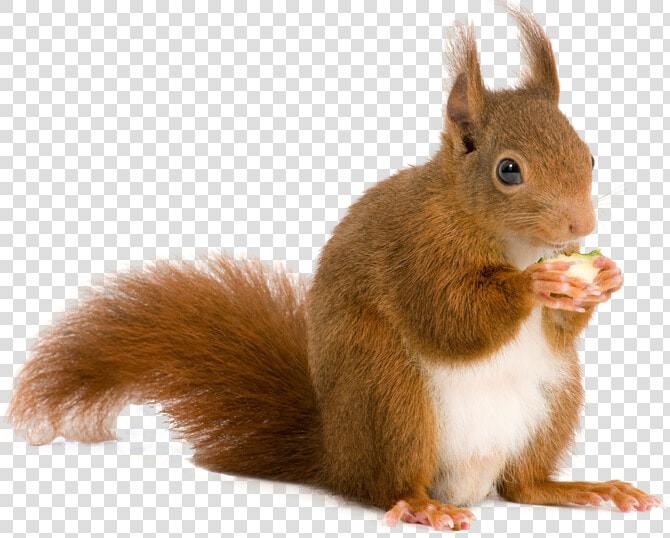 Squirrel Rodent Computer File   Squirrel Png  Transparent PngTransparent PNG