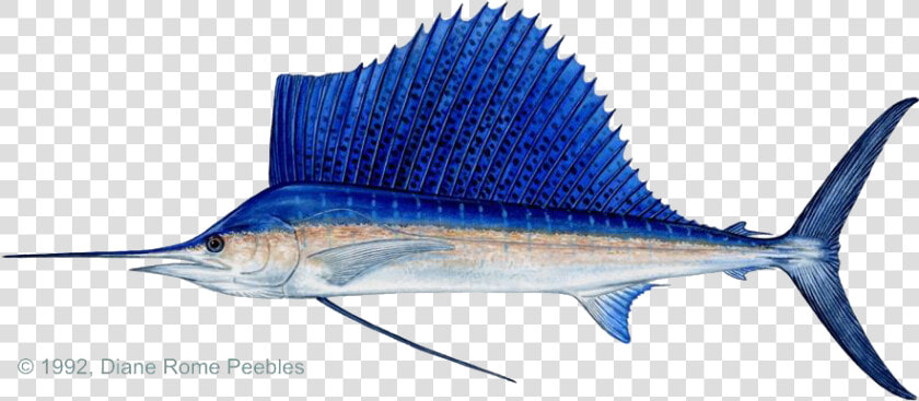 Sailfish Fin  HD Png DownloadTransparent PNG