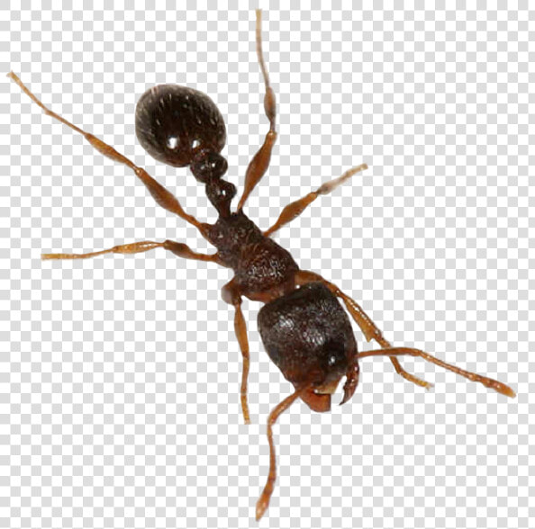 Insect pest carpenter   Ants With Transparent Background  HD Png DownloadTransparent PNG