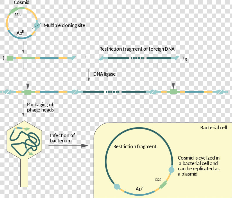 Difference Between Cosmid And Phagemid  HD Png DownloadTransparent PNG