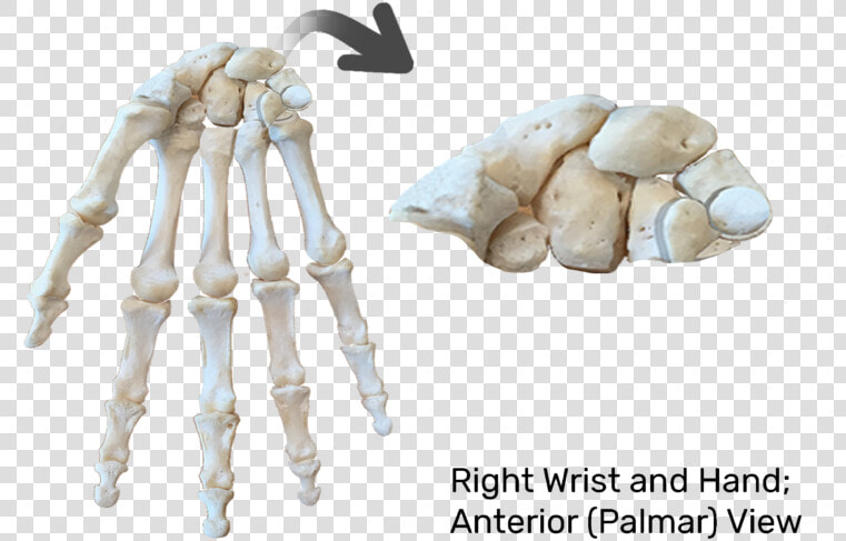 Anterior View Of Skeleton   Carpels Bone  HD Png DownloadTransparent PNG