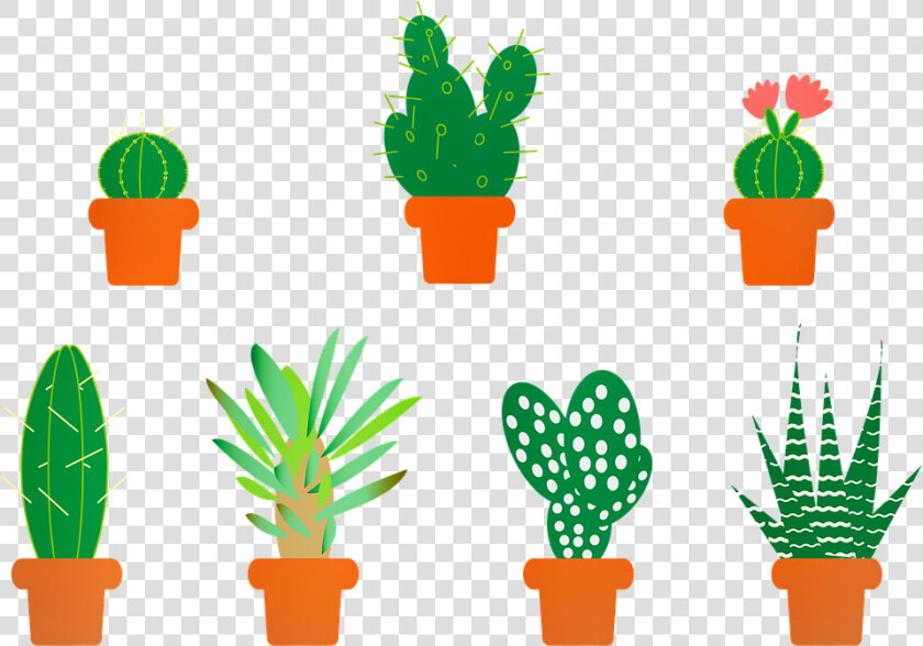 Cactus  Aloe Vera  Saguro  Aloe  Vera  Botany  Agave  HD Png DownloadTransparent PNG