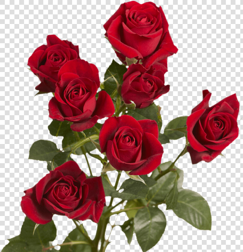 Valentine S Day Red Spray Roses Delivery   Floribunda  HD Png DownloadTransparent PNG