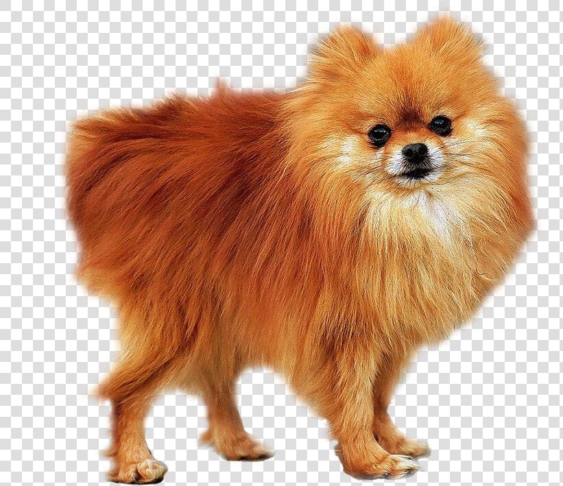 Pomeranian   Png Download   Papillon Vs Pomeranian  Transparent PngTransparent PNG