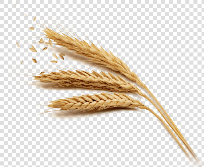 Harvest Rice Wheat Golden Free Download Png Hq Clipart   Wheat Grains Png Transparent  Png DownloadTransparent PNG