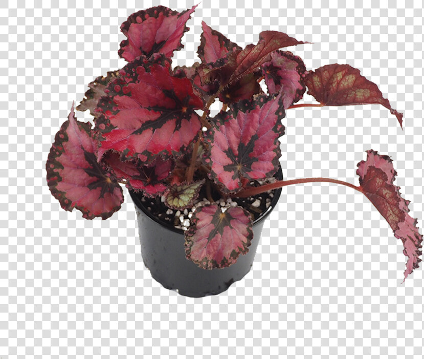 Flowerpot  HD Png DownloadTransparent PNG