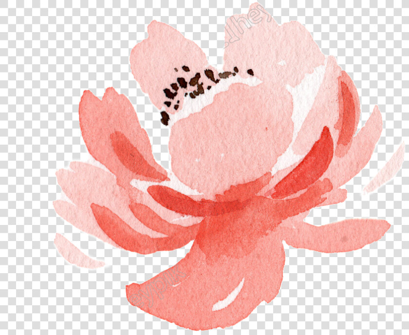 Pink Flower Watercolor Hand Painted Transparent   Garden Roses  HD Png DownloadTransparent PNG