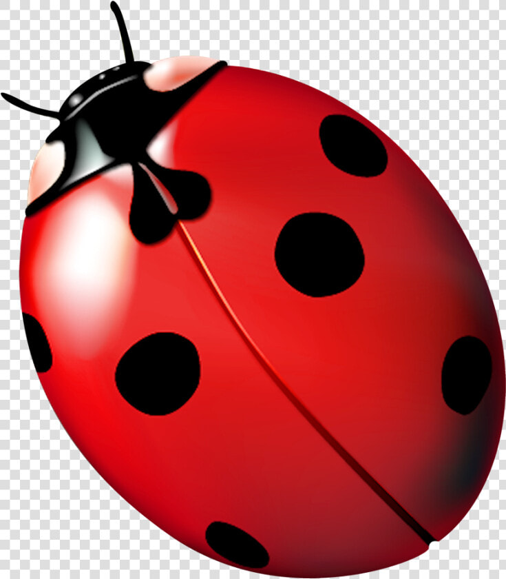 Ladybird Beetle Ladybug  Ladybug  Fly Away Home   Joaninha Png  Transparent PngTransparent PNG