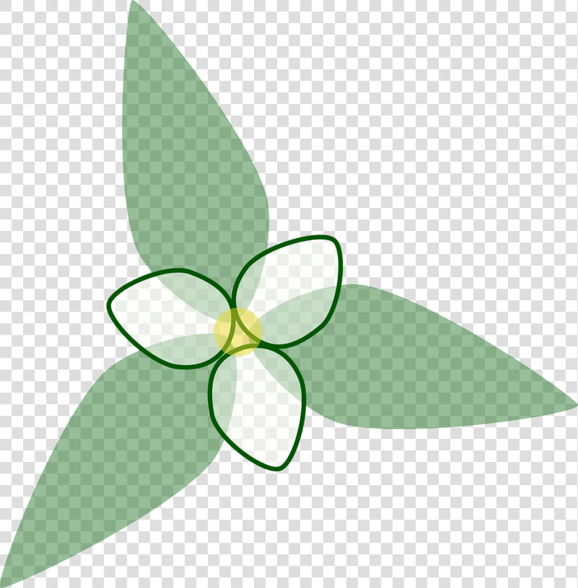 Trillium Flower Transparent Background  HD Png DownloadTransparent PNG