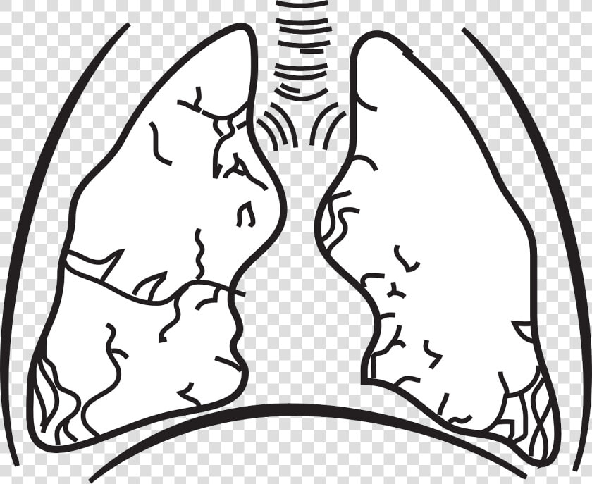 Plain Lungs  HD Png DownloadTransparent PNG