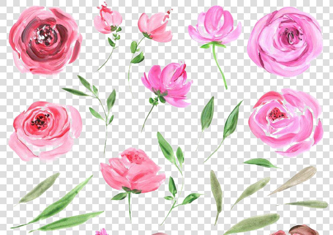 Peonies Free Png Image   Water Color Rose  png  Transparent PngTransparent PNG