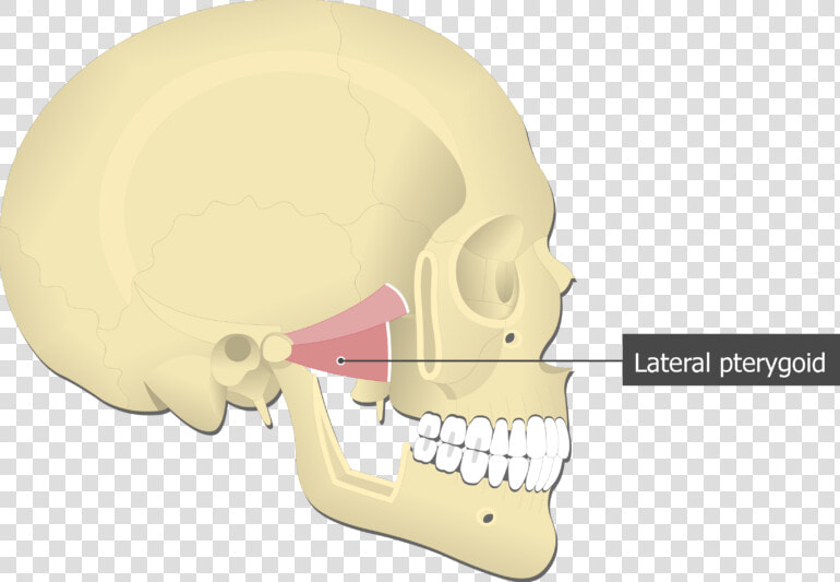 Lateral Pterygoid Muscle Attached To The Skull   Lateral Pterygoid Muscle  HD Png DownloadTransparent PNG