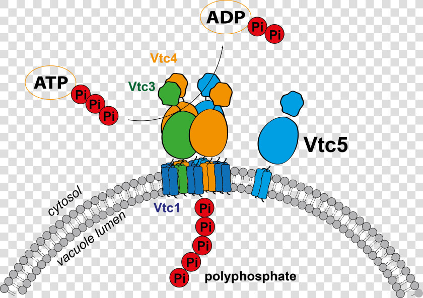 Vtc5 Yeast  HD Png DownloadTransparent PNG