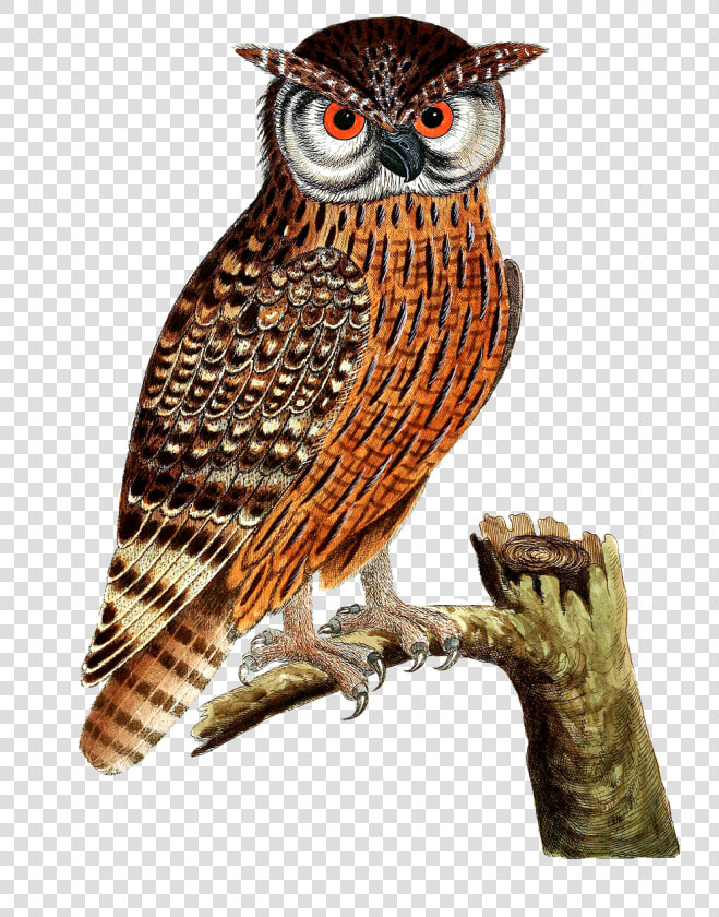 Owl  Eagle Owl  Bird  Bird Of Prey  Isolated  Vintage   Imagenes De Aves Buho  HD Png DownloadTransparent PNG