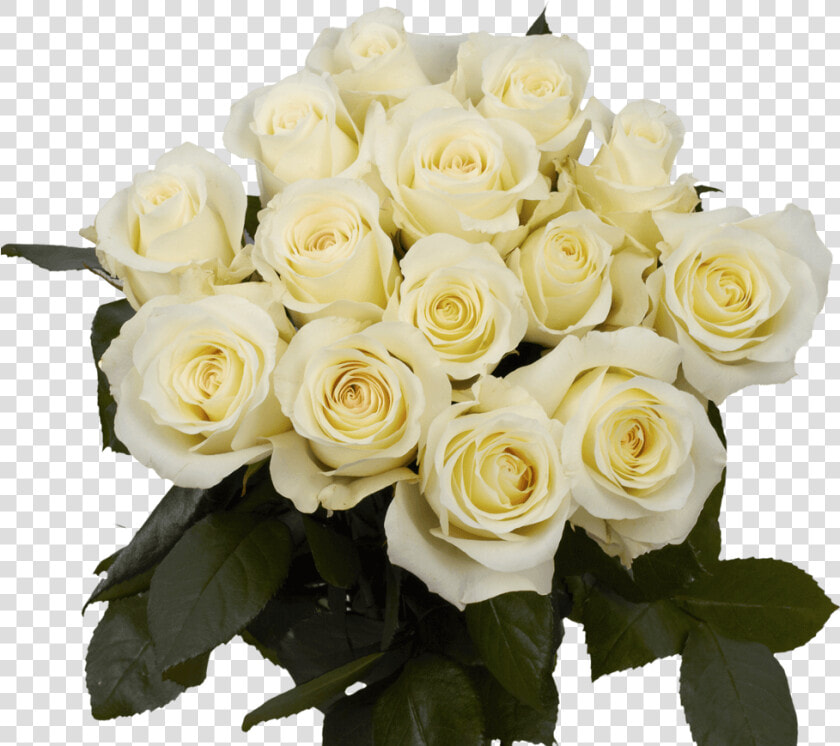 White Roses For Sale Freshest Anastacia Roses   Floribunda  HD Png DownloadTransparent PNG