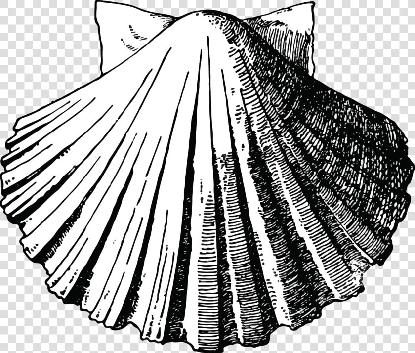 Scallop Shell Drawing Outline  HD Png DownloadTransparent PNG