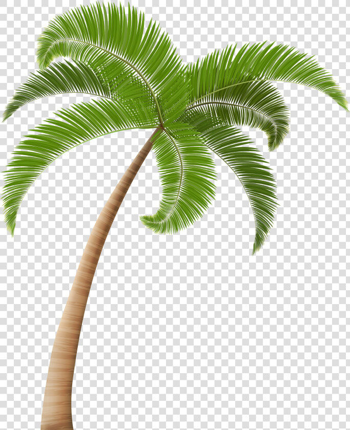 Palm Trees Clip Art   Transparent Background Palm Tree Png  Png DownloadTransparent PNG