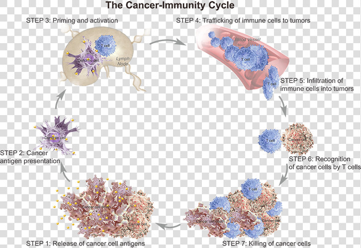 T Cell Trafficking To Tumor  HD Png DownloadTransparent PNG