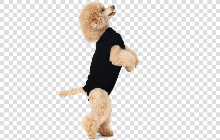 Transparent Dog Leg Png   Suitical Recovery Suit For Dogs  Png DownloadTransparent PNG