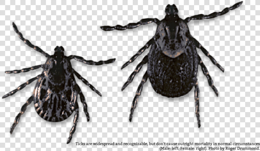 Weevil  HD Png DownloadTransparent PNG