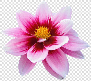 Flower  Water Lily  Aquatic Plants  Aquatic  Rosa   Gazania  HD Png DownloadTransparent PNG