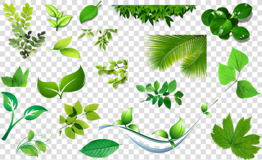 Download leaves   Bell Leaves Png  Transparent PngTransparent PNG