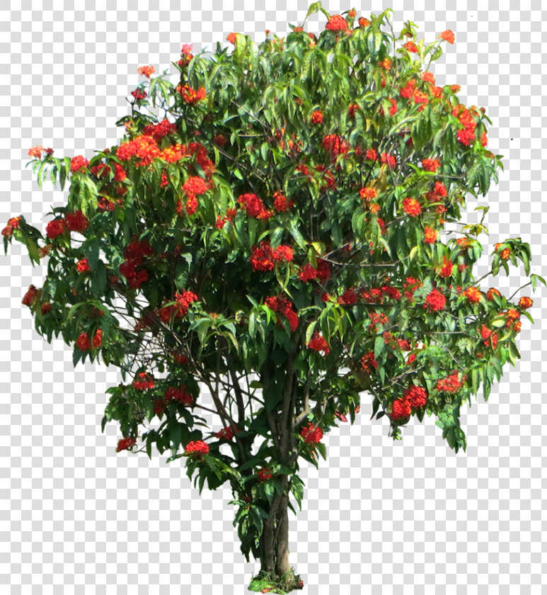 Ixora Coccinea Tree Png  Transparent PngTransparent PNG