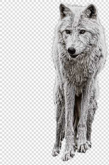 Wolf Png Clipart Png   Manipulation Background And Png  Transparent PngTransparent PNG