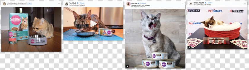 Catfluencers Sponsored Posts Cat Food   Cat Yawns  HD Png DownloadTransparent PNG