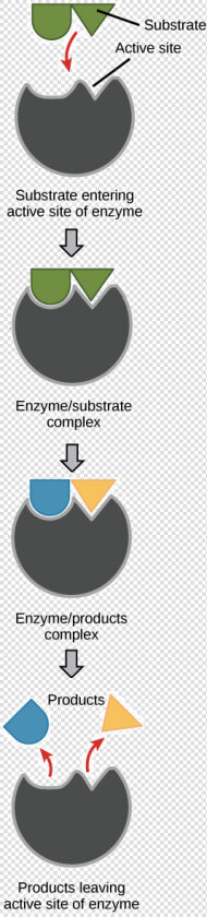 Enzyme Drawing Shape   Poster  HD Png DownloadTransparent PNG