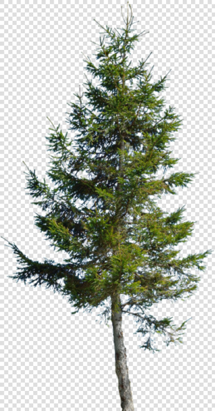 Transparent Conifer Png   Conifer Png  Png DownloadTransparent PNG