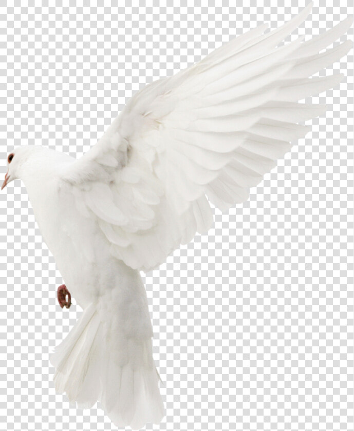 European Herring Gull  HD Png DownloadTransparent PNG