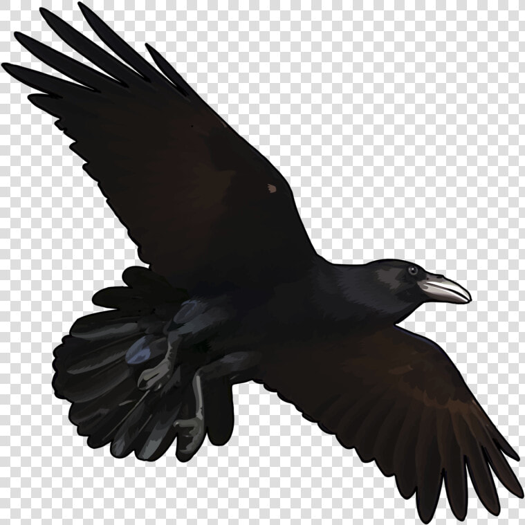 Cuervo Volando Dibujo Png  Transparent PngTransparent PNG