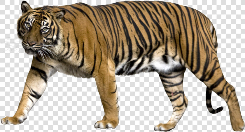 Tiger Png   Tiger With No Background  Transparent PngTransparent PNG