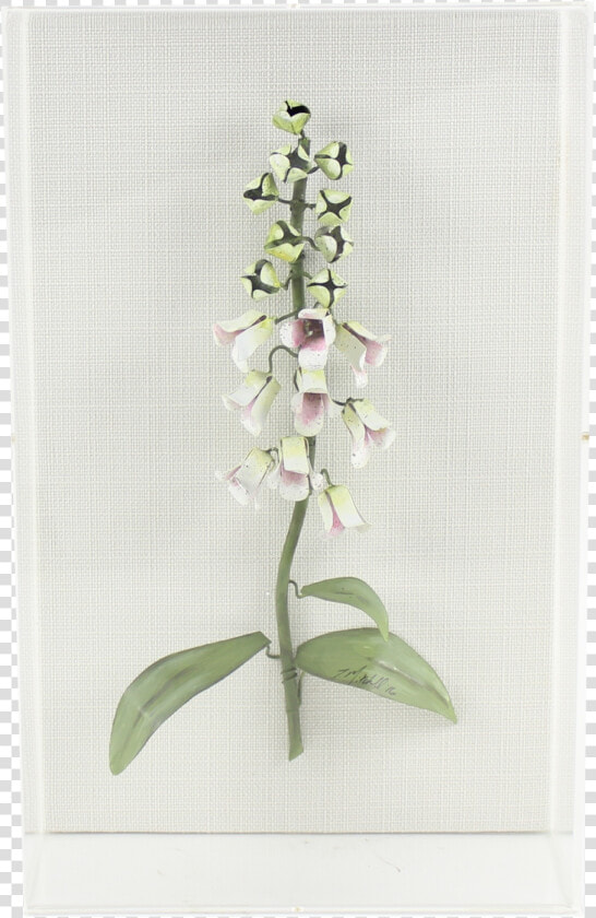 Foxglove   Fly Orchid  HD Png DownloadTransparent PNG