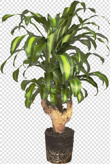 Tronco Del Brasil   Plants  HD Png DownloadTransparent PNG