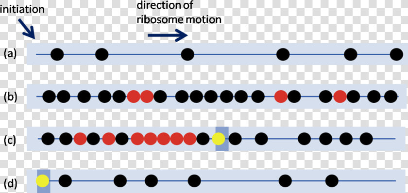 Ribosome Traffic Jams  HD Png DownloadTransparent PNG