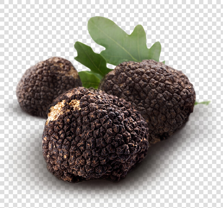 Real Truffle In Ground  HD Png DownloadTransparent PNG