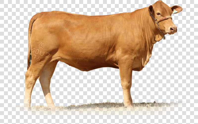 Brahman Cow White Background  HD Png DownloadTransparent PNG