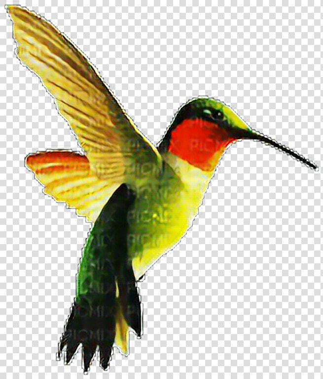  picaflor  pajaro  freetoedit   Imagenes De Pajaro Picaflor  HD Png DownloadTransparent PNG