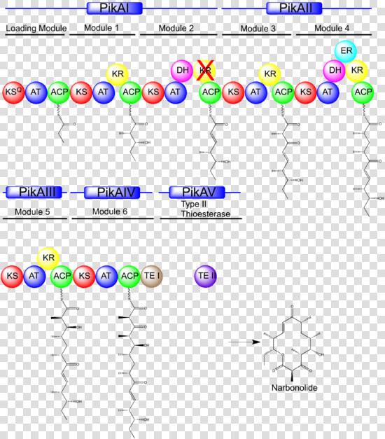 Pikromycin Biosynthesis  HD Png DownloadTransparent PNG