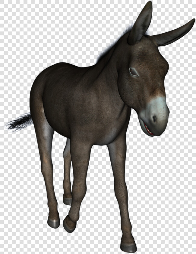 Jogo Do Bicho Burro  HD Png DownloadTransparent PNG